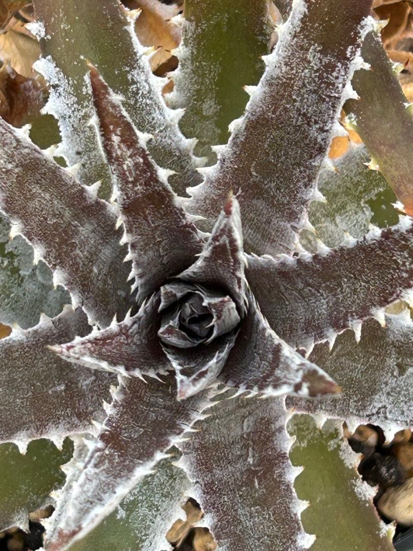 DBディッキア Dyckia Bill Baker hybrid #223 - メルカリ