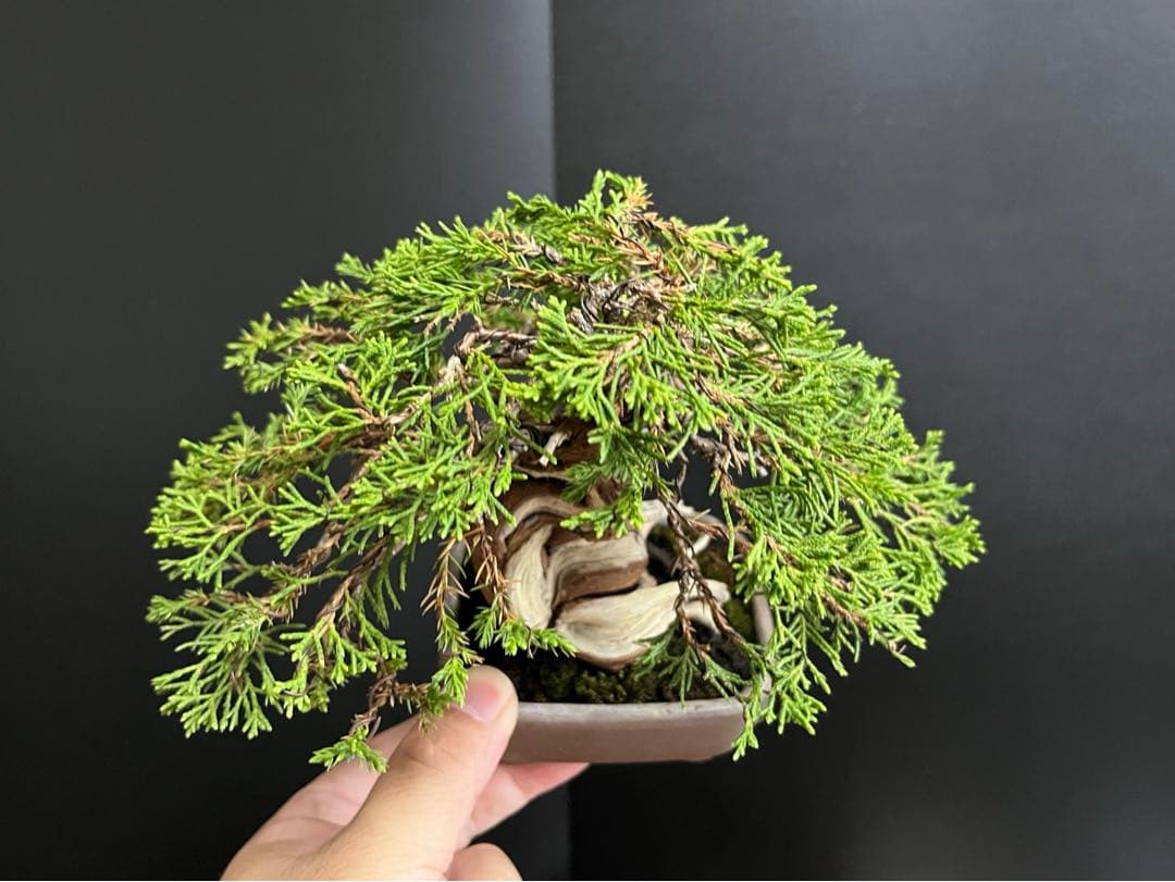真柏盆栽 糸魚川真柏 捻転シャリ幹 樹高13cm 小品盆栽 (黒松、五葉松
