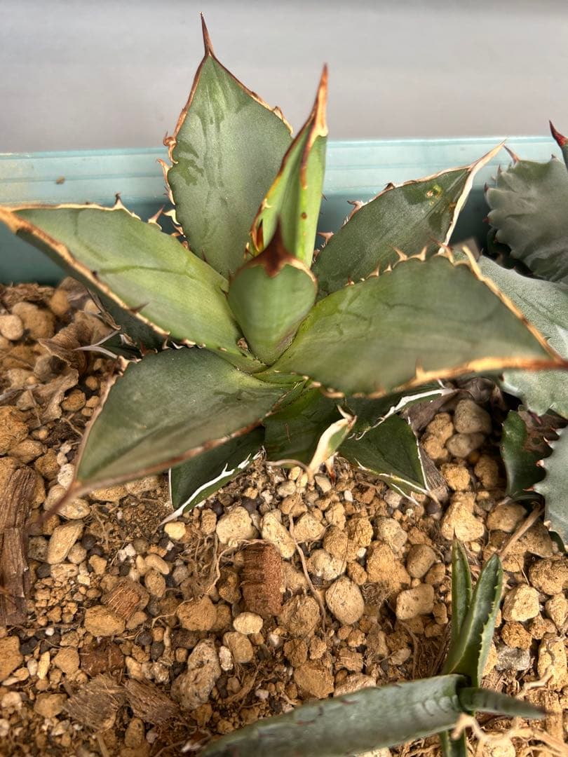 アガベ　Agave セット