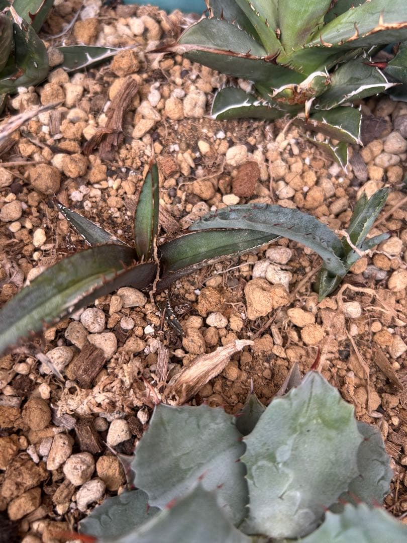 アガベ　Agave セット