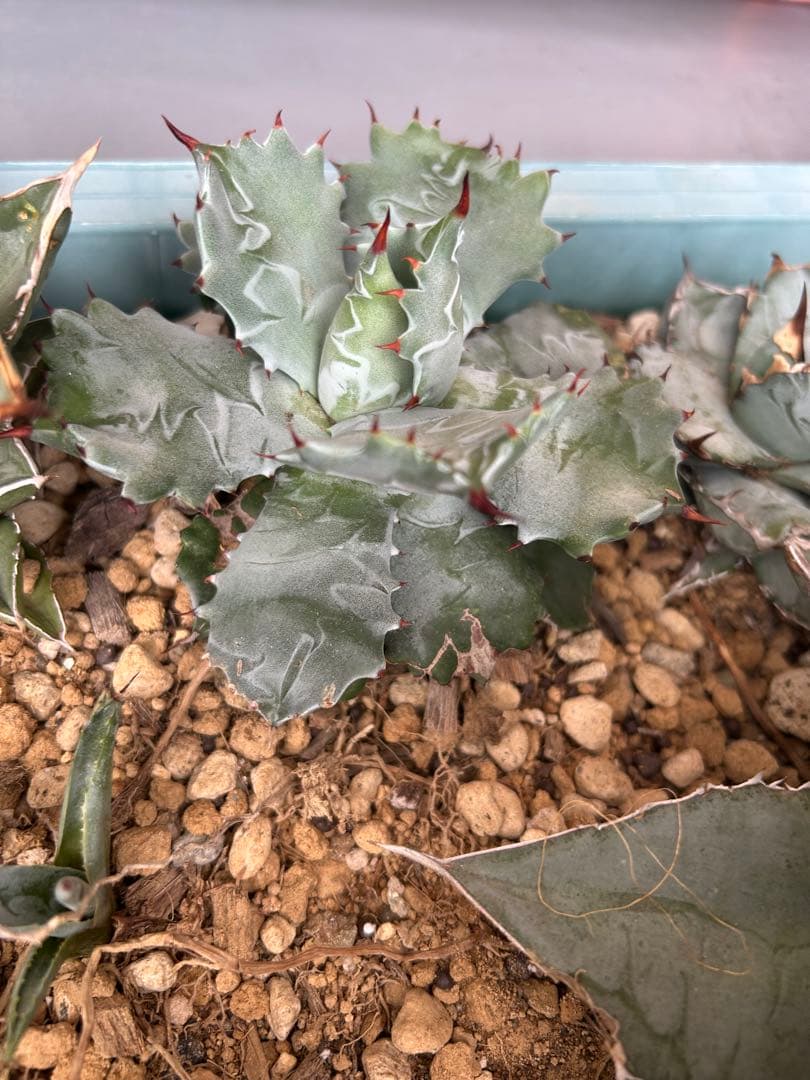 アガベ　Agave セット