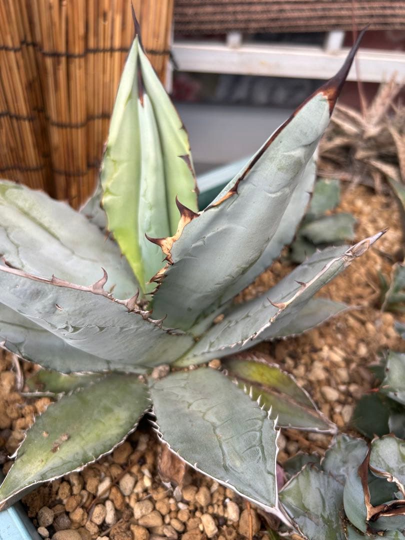 アガベ　Agave セット