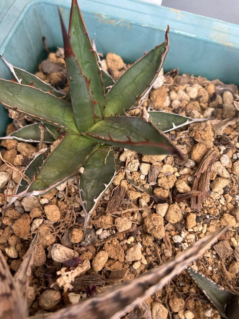 アガベ　Agave セット