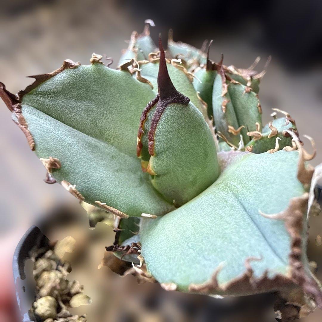 アガベ オテロイ実生 子株 選抜 超ブルー葉 青葉 オアハカ - メルカリ