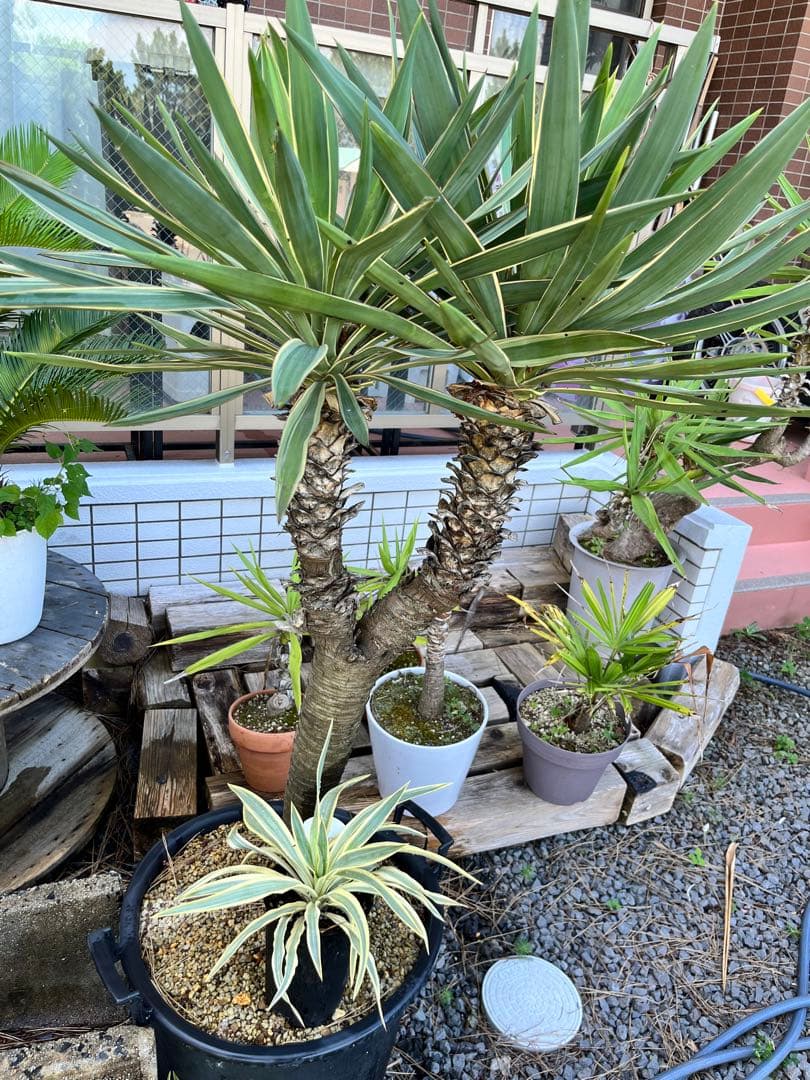 最終値下 ユッカ グロリオサ バリエガータ キミガヨラン特大株ダブル