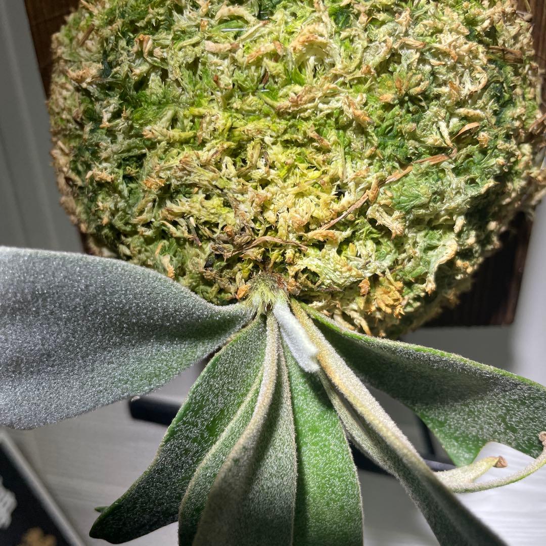 ビカクシダP. willinckii IZANAGI伊弉諾イザナギ子株#42