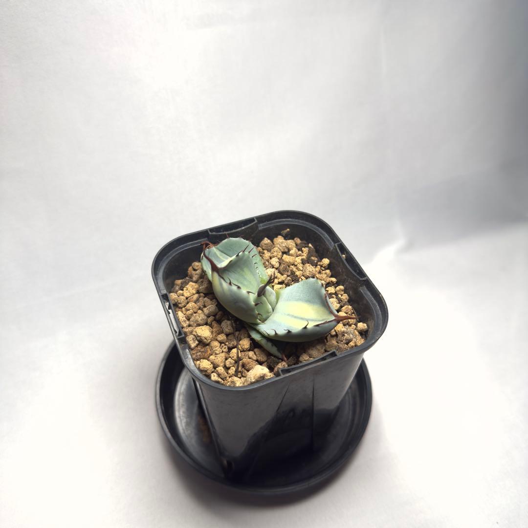 天*神様 激レア　アガベ　パリー　トランカータ　縞斑　バリエガータ　斑入り