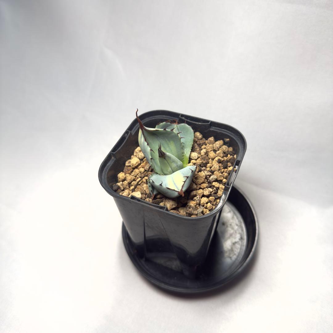 天*神様 激レア　アガベ　パリー　トランカータ　縞斑　バリエガータ　斑入り