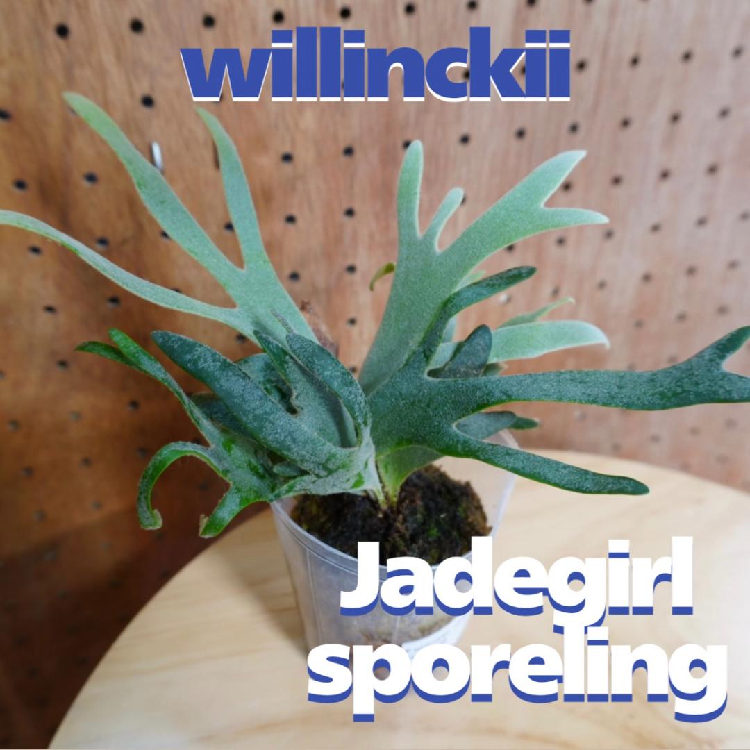 ビカクシダ ジェイドガール Jade Girl ウィリンキー - メルカリ