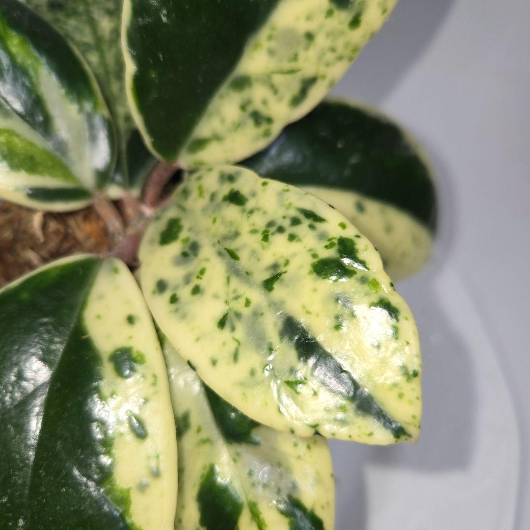 その他観葉植物 Hoya carnosa ' Madara  angel'