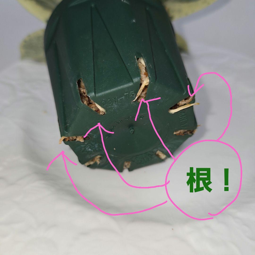 その他観葉植物 Hoya carnosa ' Madara  angel'