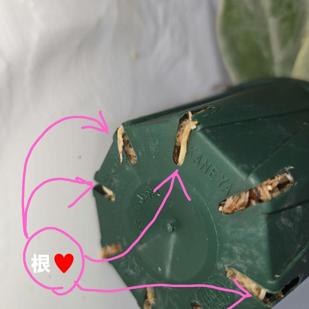 その他観葉植物 Hoya carnosa ' Madara  angel'