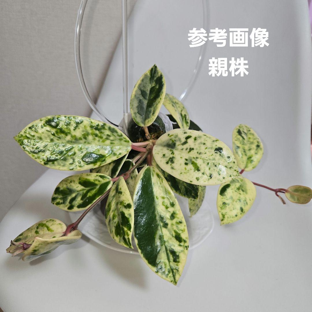その他観葉植物 Hoya carnosa ' Madara  angel'