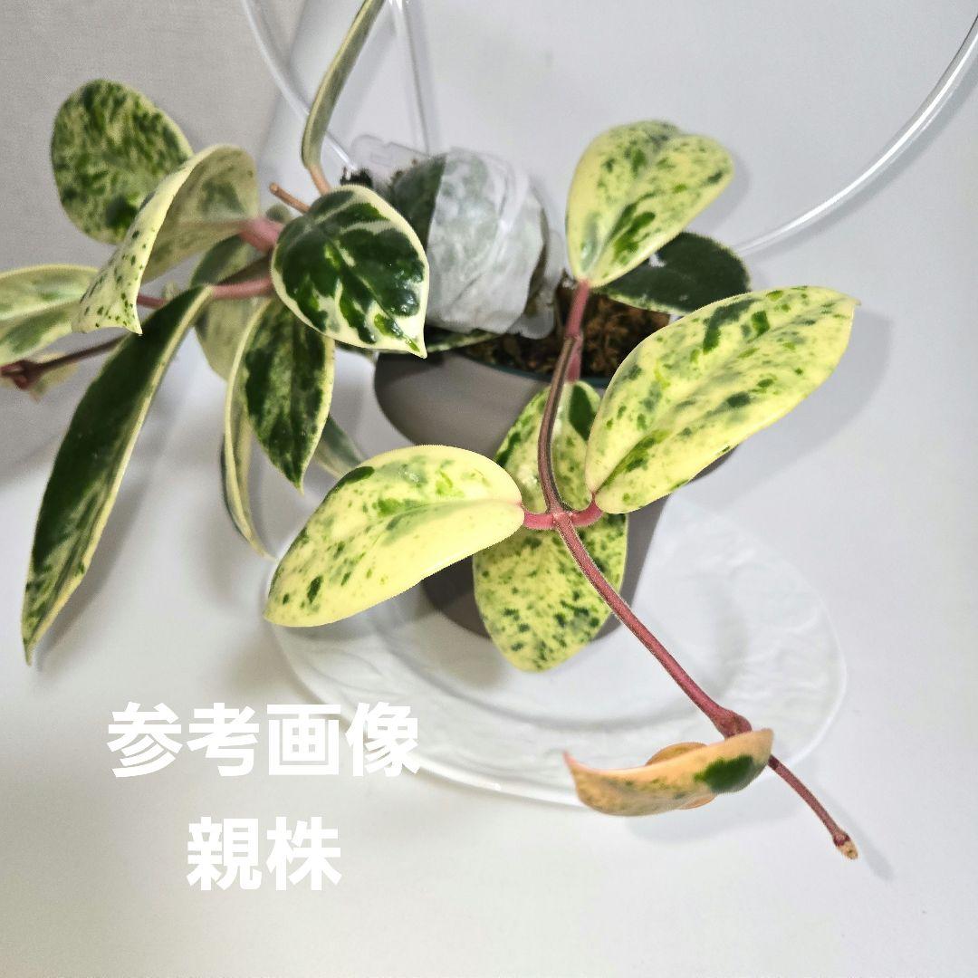 その他観葉植物 Hoya carnosa ' Madara  angel'