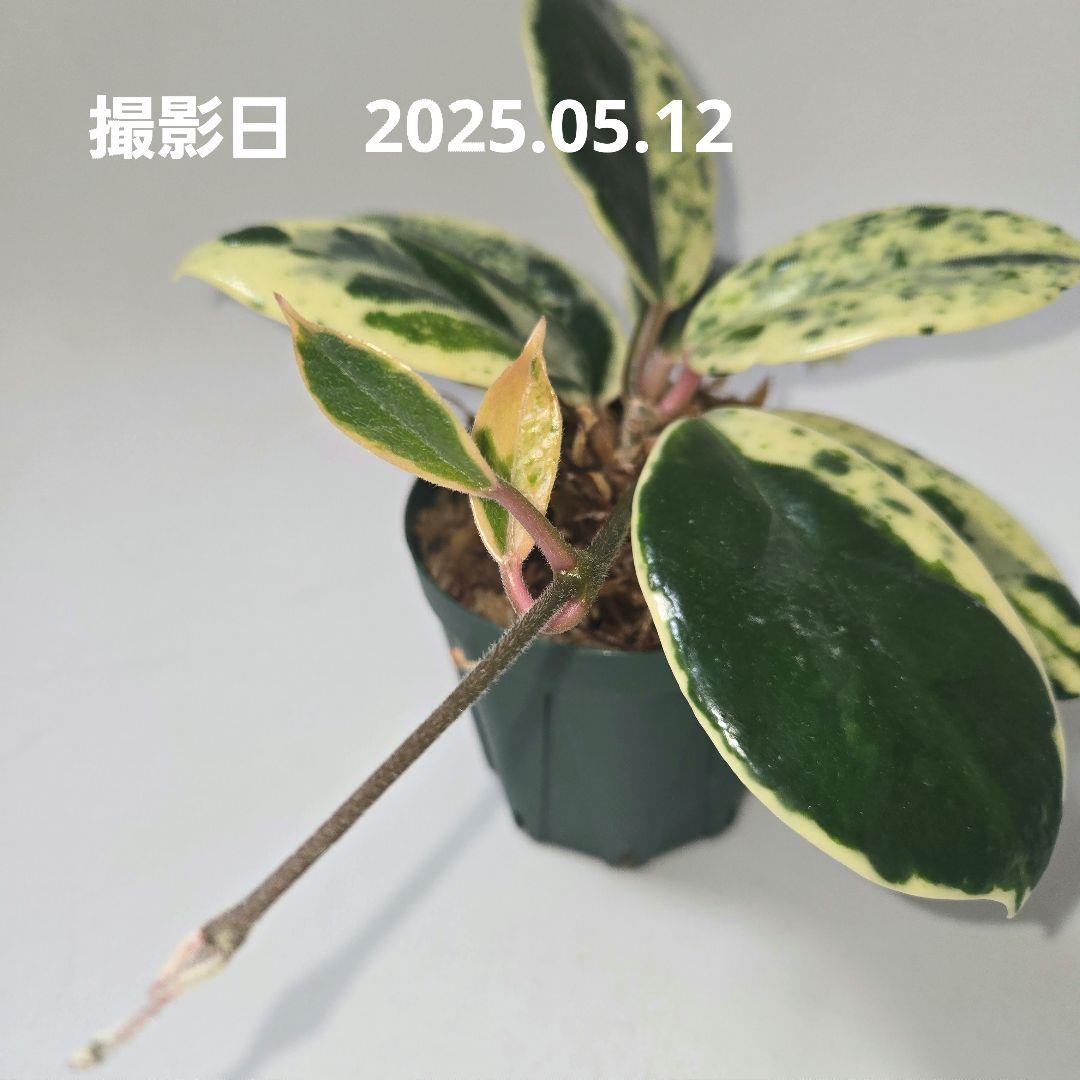 その他観葉植物 Hoya carnosa ' Madara  angel'