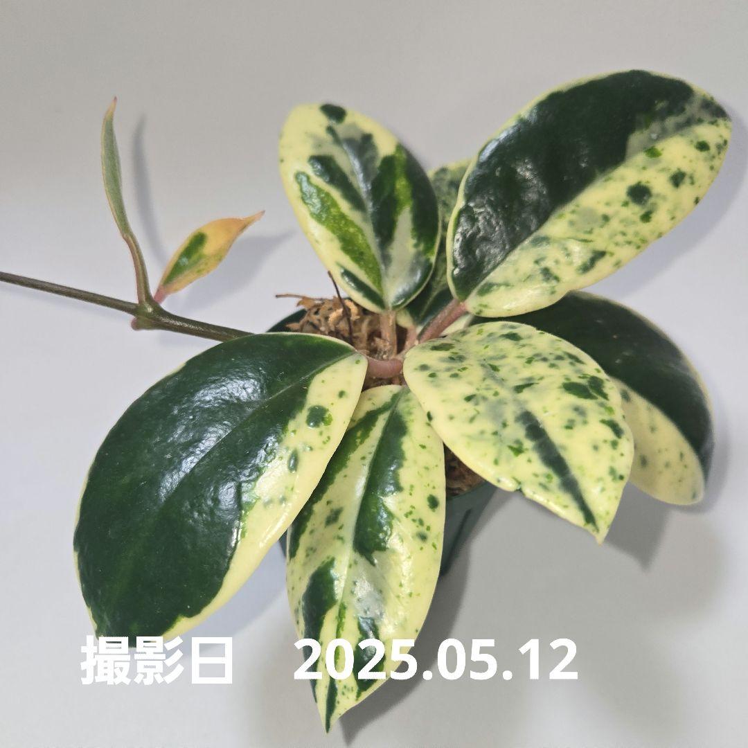 その他観葉植物 Hoya carnosa ' Madara  angel'