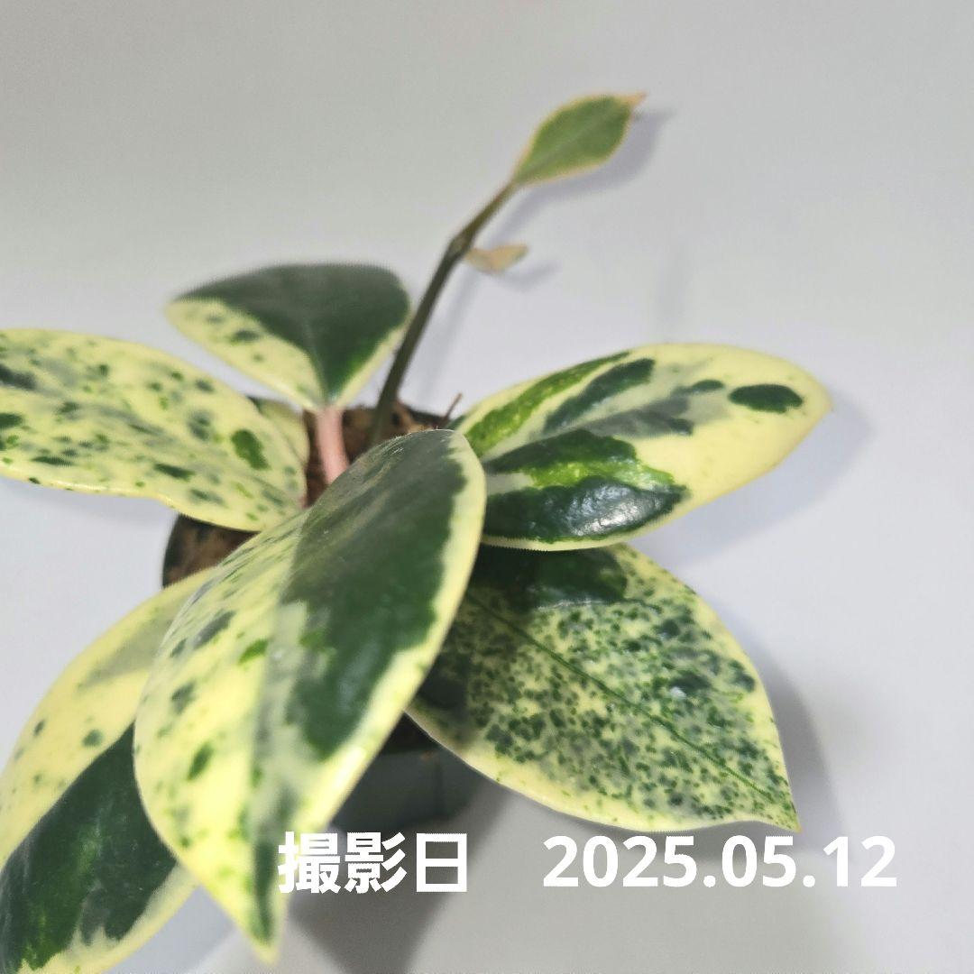 その他観葉植物 Hoya carnosa ' Madara  angel'