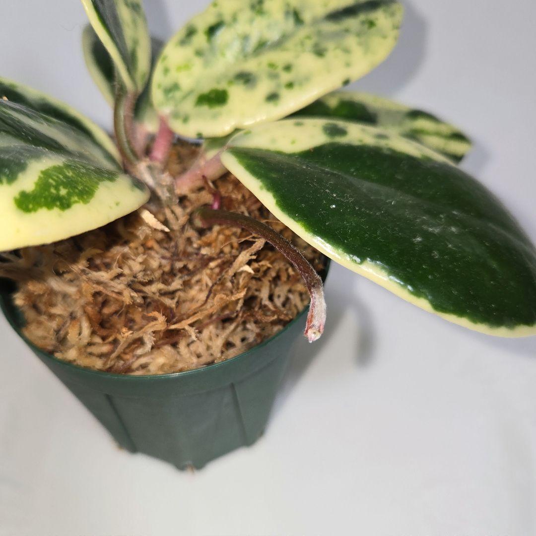 その他観葉植物 Hoya carnosa ' Madara  angel'