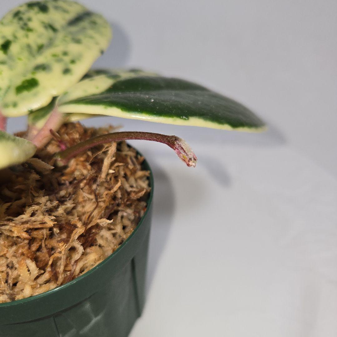 その他観葉植物 Hoya carnosa ' Madara  angel'