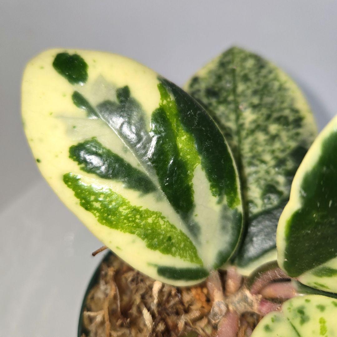 その他観葉植物 Hoya carnosa ' Madara  angel'