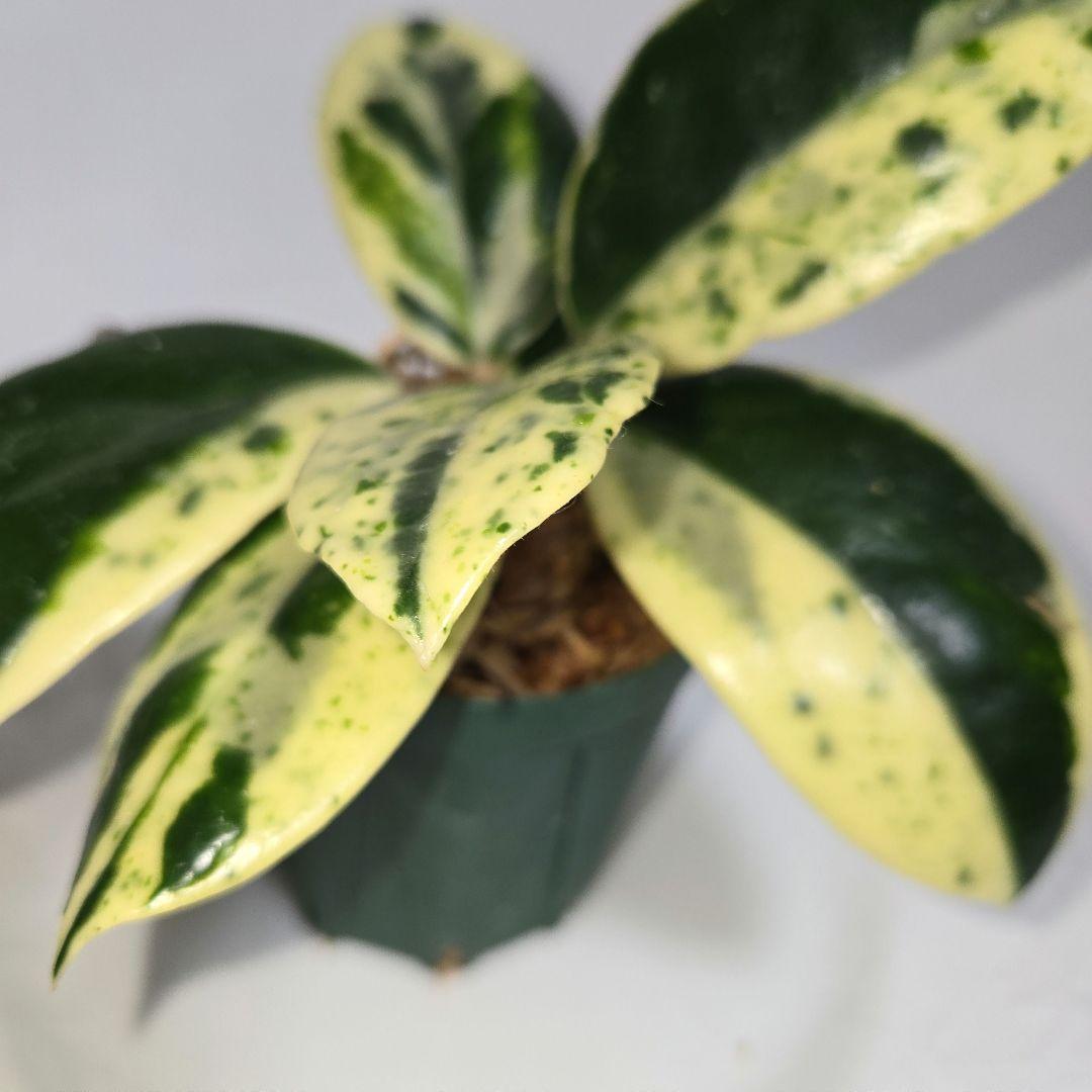 その他観葉植物 Hoya carnosa ' Madara  angel'