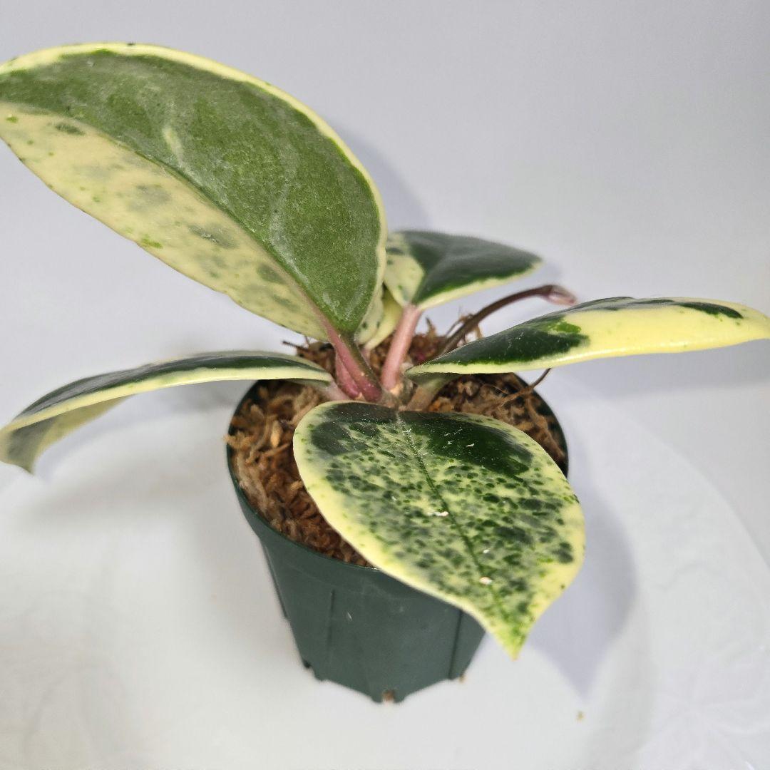 その他観葉植物 Hoya carnosa ' Madara  angel'