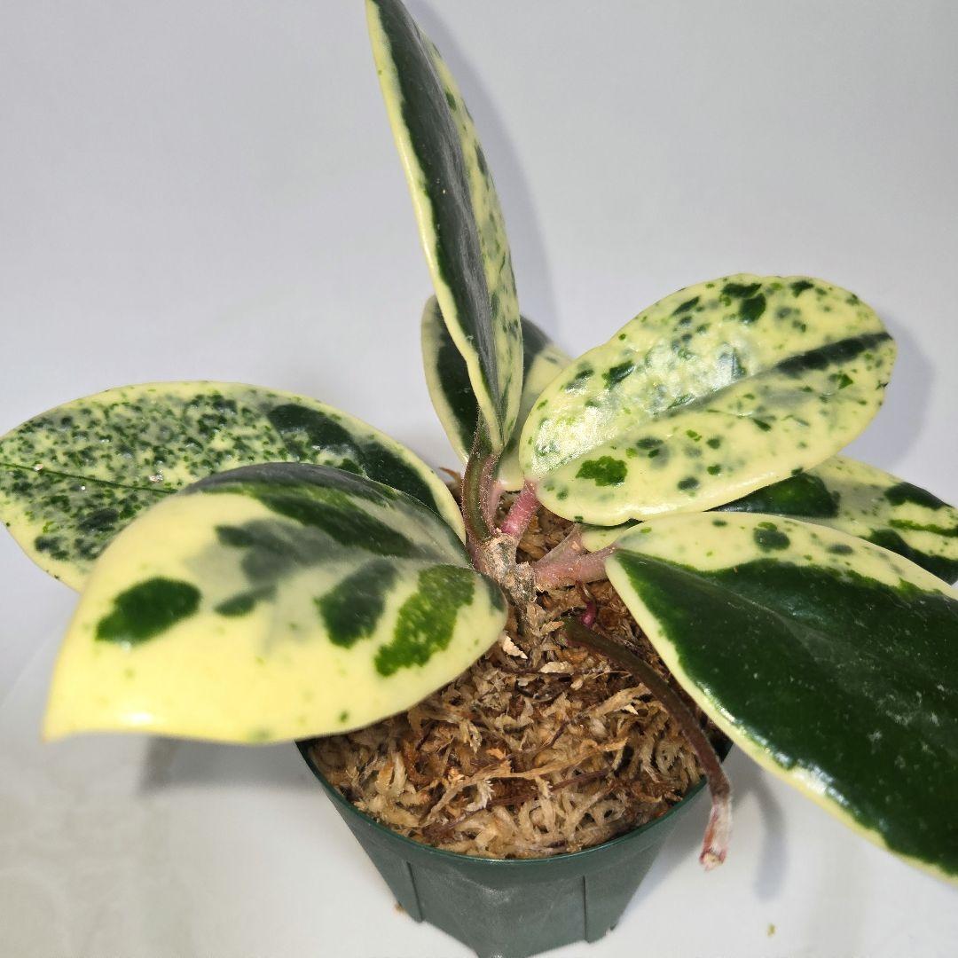 その他観葉植物 Hoya carnosa ' Madara  angel'