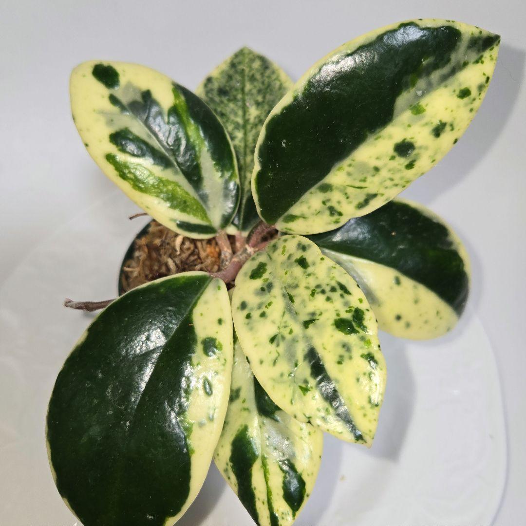 その他観葉植物 Hoya carnosa ' Madara  angel'