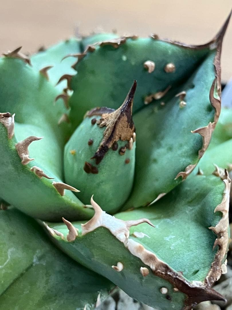 S*2様 【クリスマスオークション】④サイズ大　ぶつぶつ　アガベ　鰐亀　TC