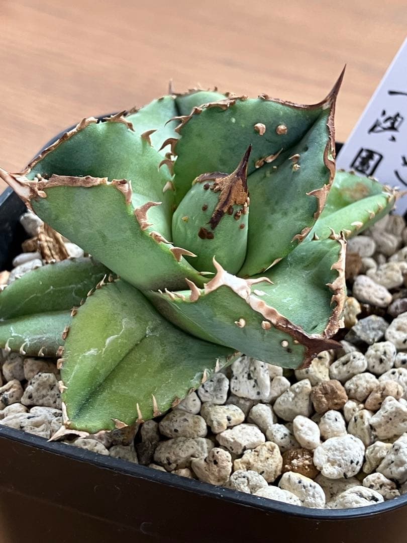 S*2様 【クリスマスオークション】④サイズ大　ぶつぶつ　アガベ　鰐亀　TC