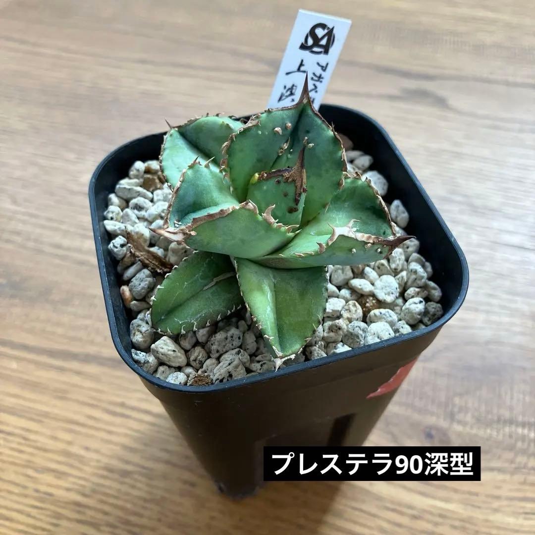 S*2様 【クリスマスオークション】④サイズ大　ぶつぶつ　アガベ　鰐亀　TC