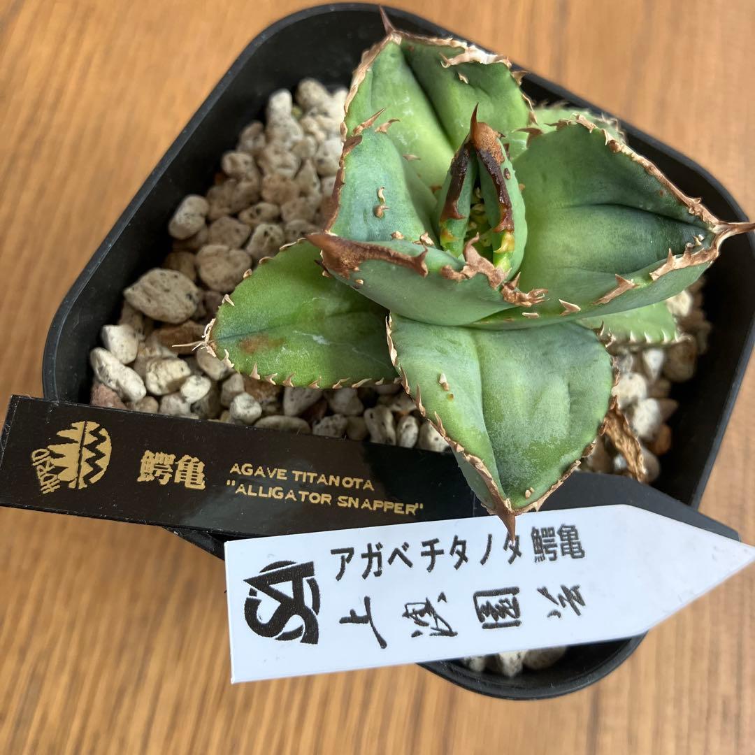 S*2様 【クリスマスオークション】④サイズ大　ぶつぶつ　アガベ　鰐亀　TC