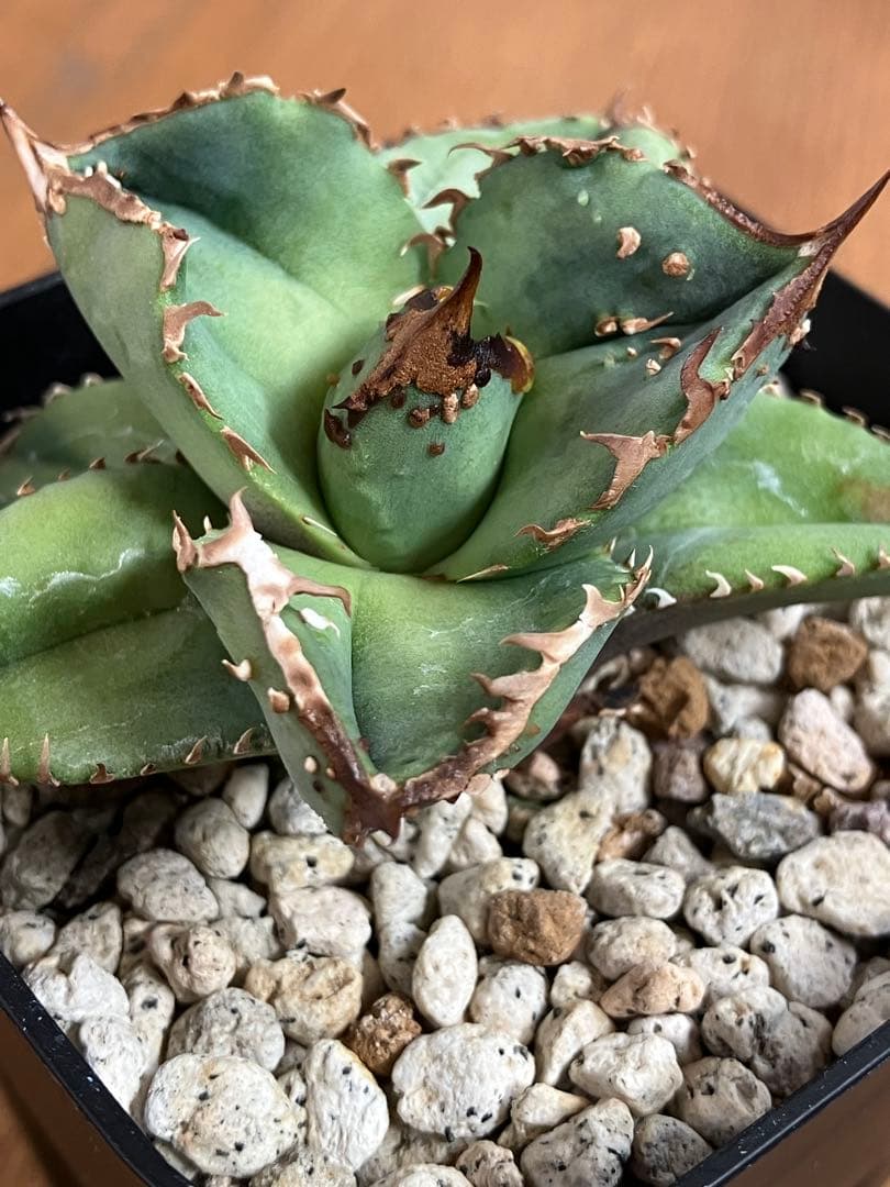 S*2様 【クリスマスオークション】④サイズ大　ぶつぶつ　アガベ　鰐亀　TC