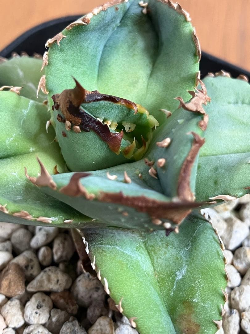 S*2様 【クリスマスオークション】④サイズ大　ぶつぶつ　アガベ　鰐亀　TC