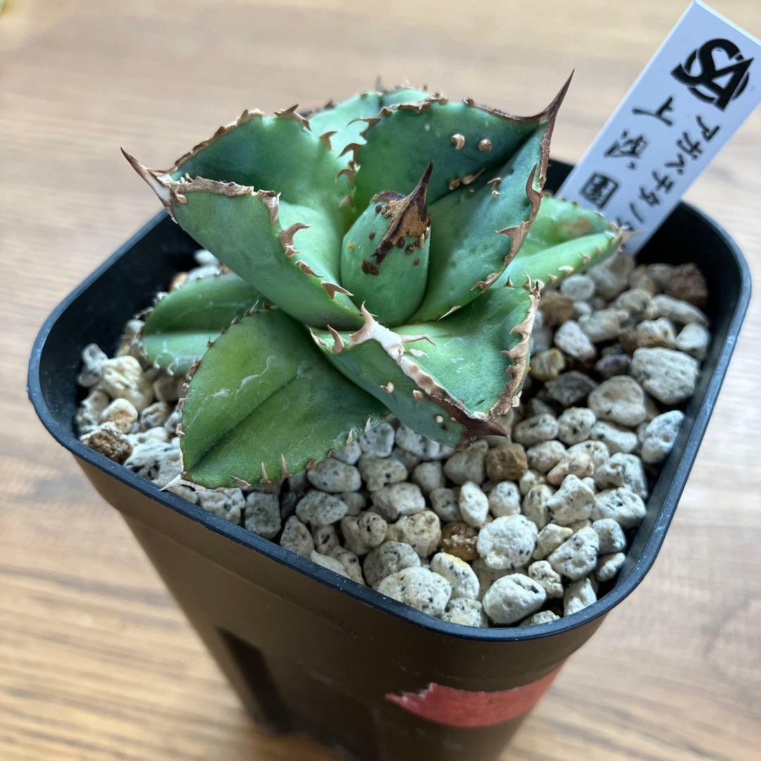 S*2様 【クリスマスオークション】④サイズ大　ぶつぶつ　アガベ　鰐亀　TC