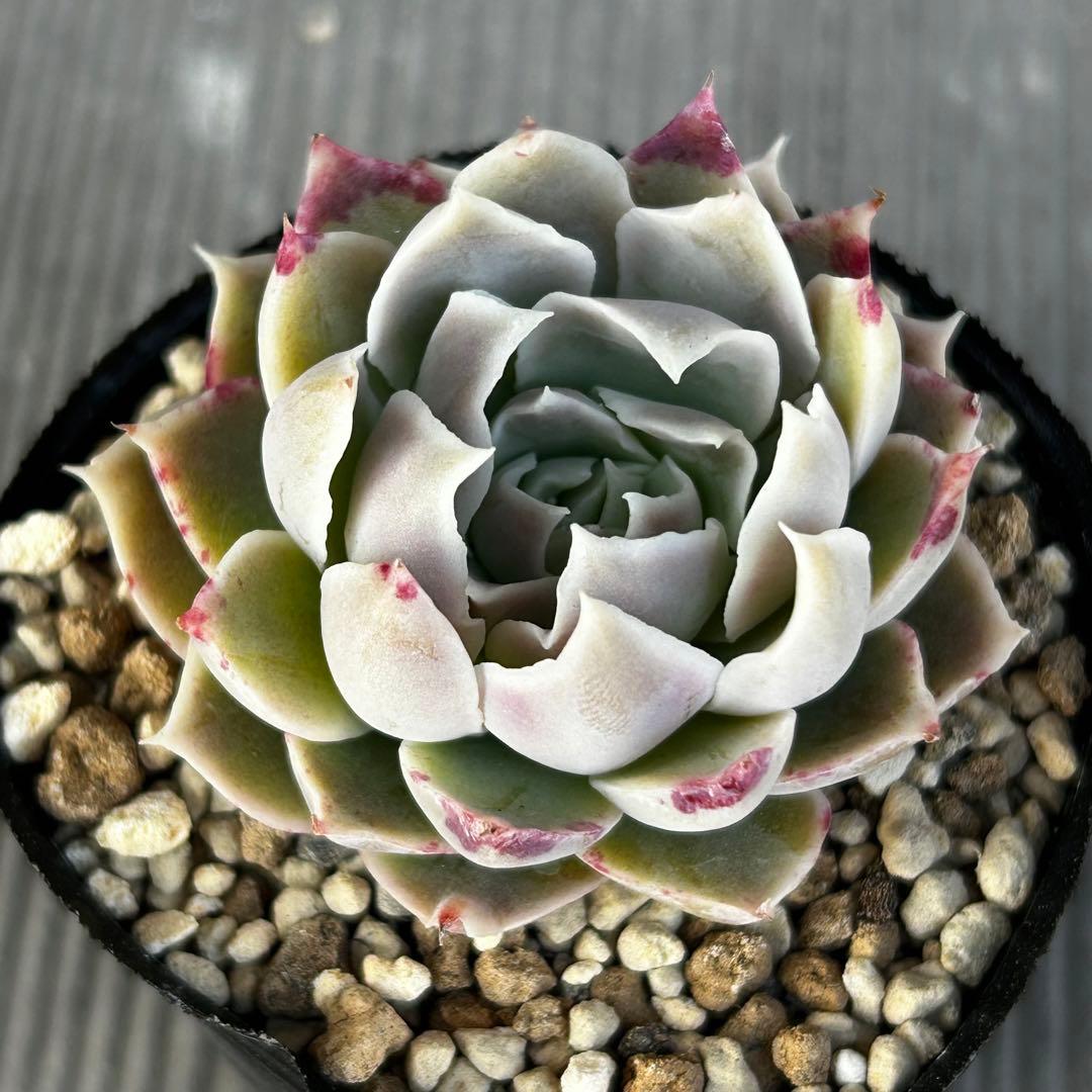 アルション 優木園さん苗 抜き苗 - メルカリ