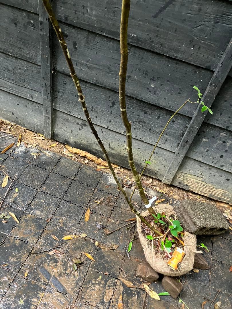 10 山採り　アオダモ