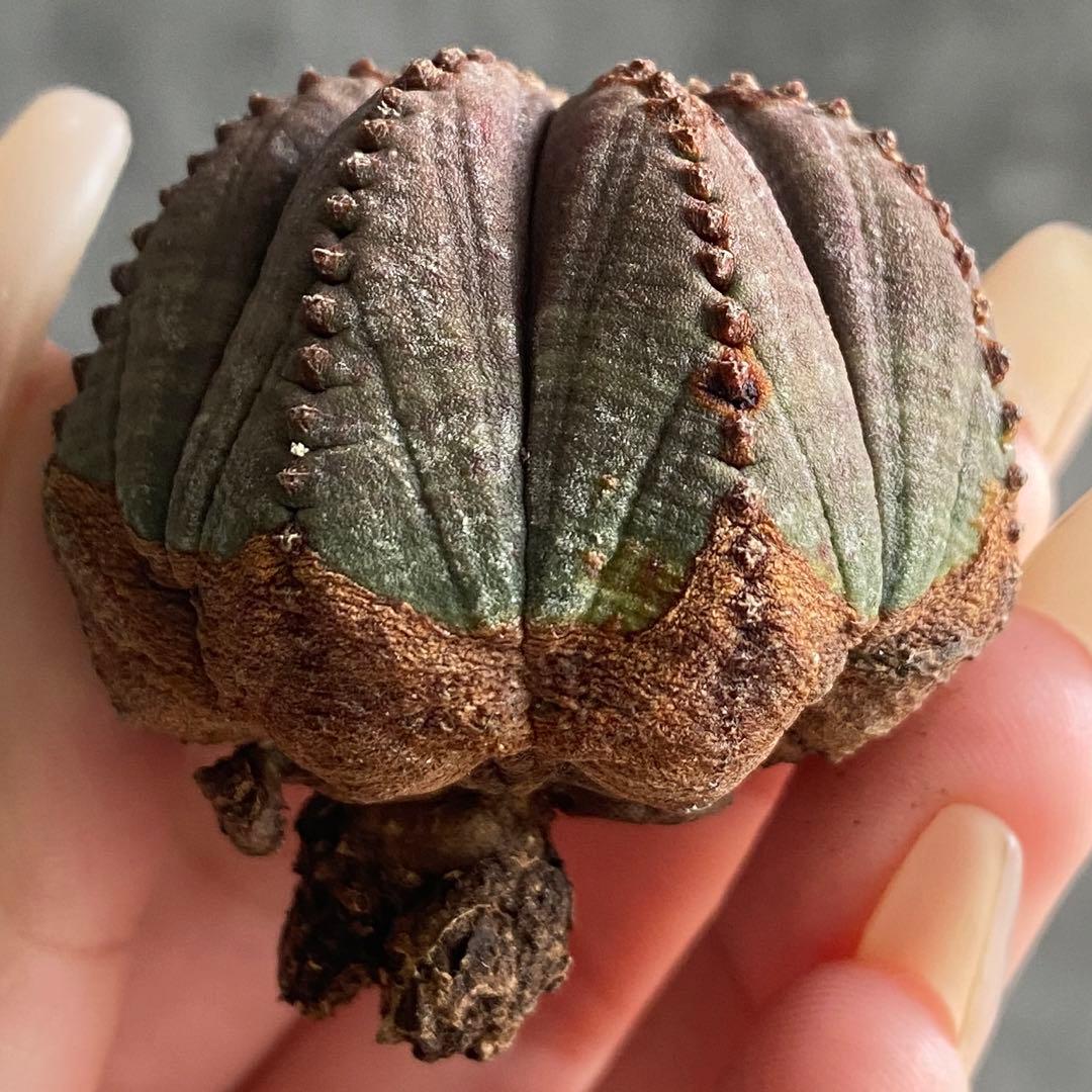 B18620☆オークション販売☆ ユーフォルビア オベサ 大株！大特価