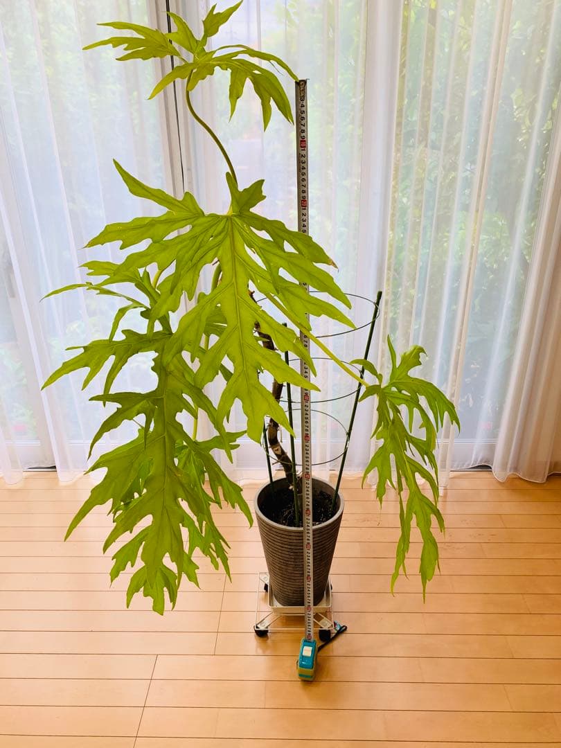 フィロデンドロン　セローム　ゴールドリーフ　10年以上の大株　希少