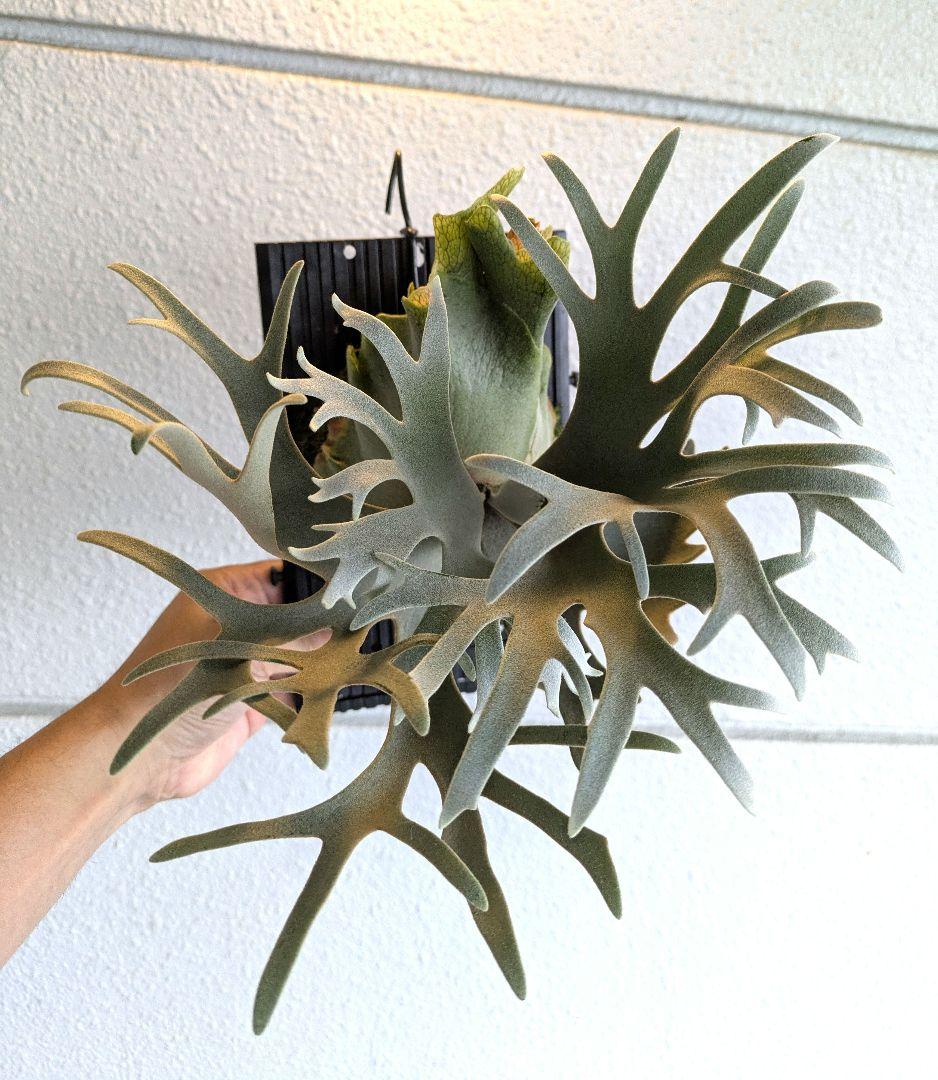 ビカクシダ★P.willinckii 'Jewel'★ジュエル★OC