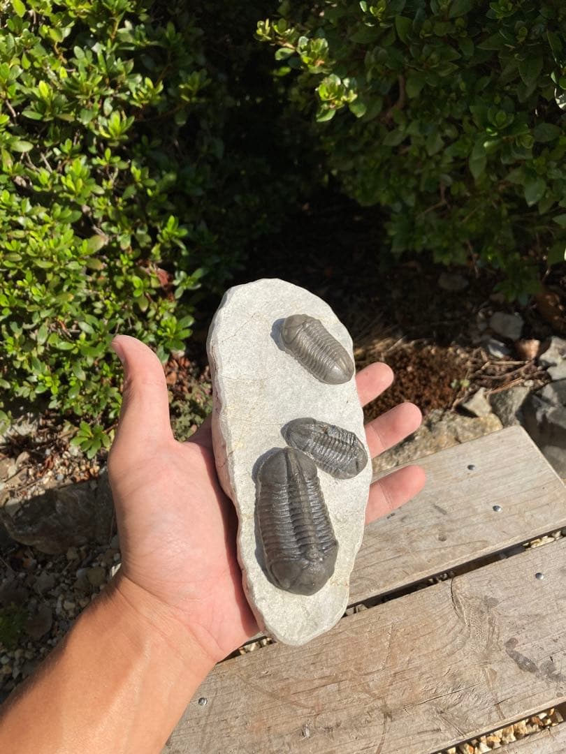 美品！モロッコjorf 半透明を含むStruveaspisの群生 希少 化石 - メルカリ