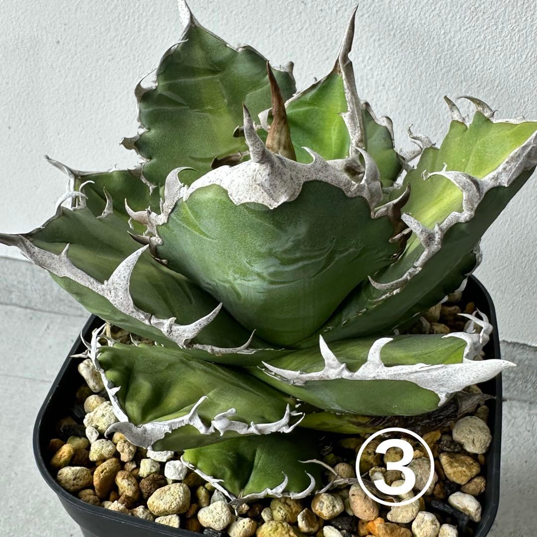 オアハカ オテロイ セット ※バラ売りは①〜④からお選びください