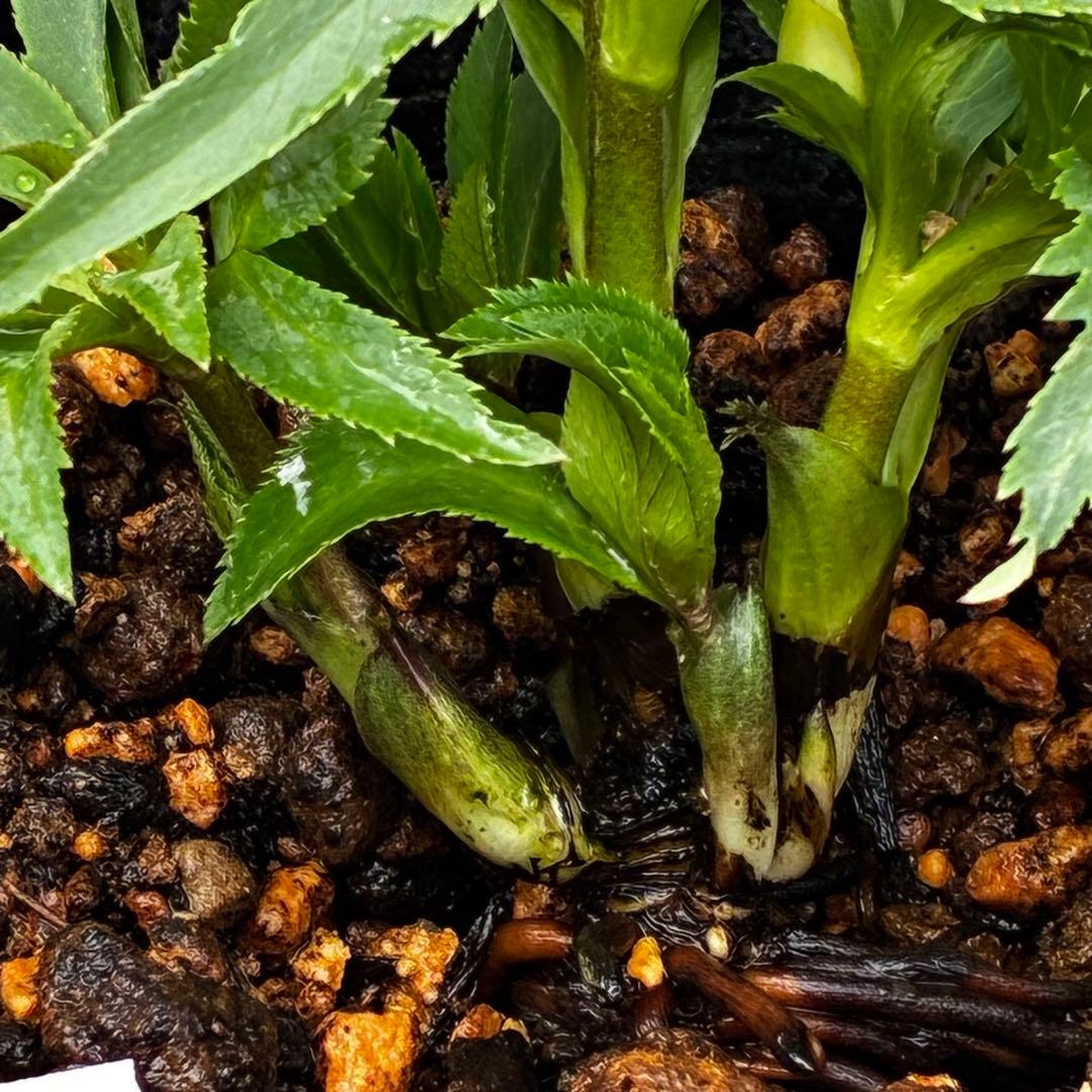 ぴ*ん様 3432☘️花、タグ付き☘️ベビードール⭐️超小輪⭐️超コンパクト⭐️