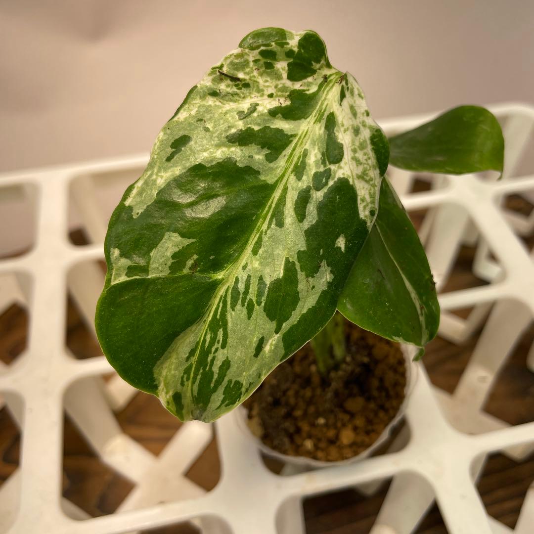 の*る様 ms28品種保証！斑入り保証！モンステラ バルバソー フシギダネ　順化