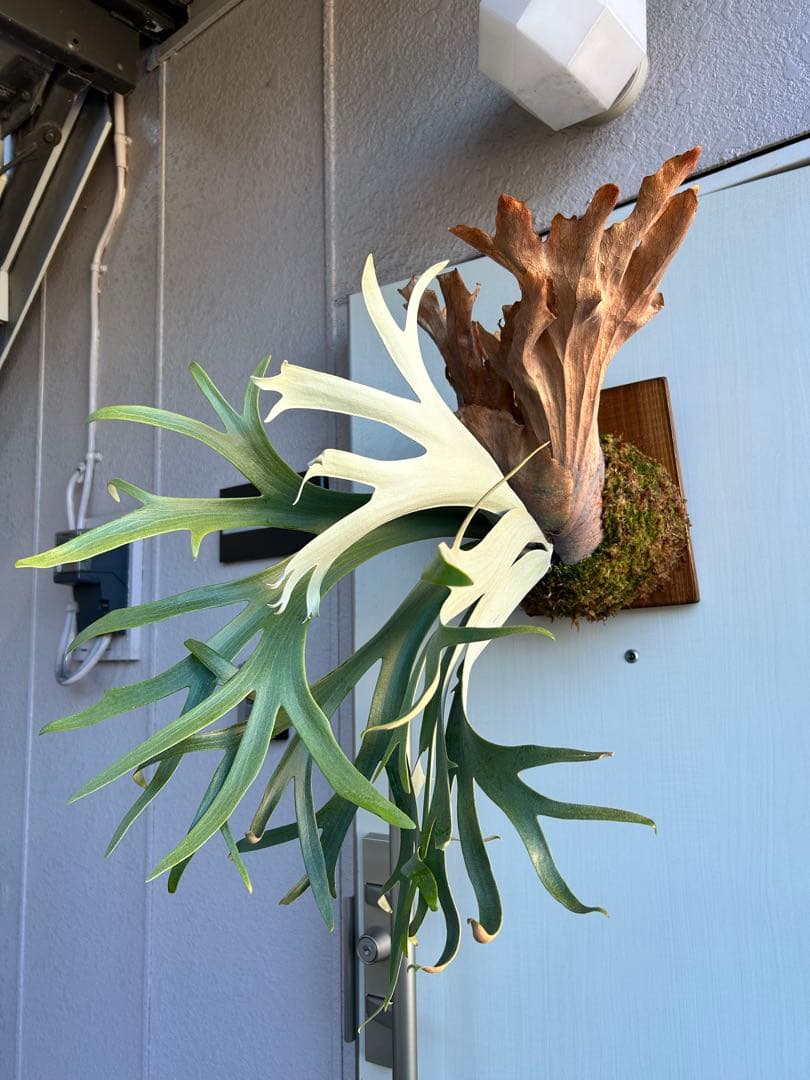 ビカクシダ P. willinckii 'Anapat #1' - メルカリ