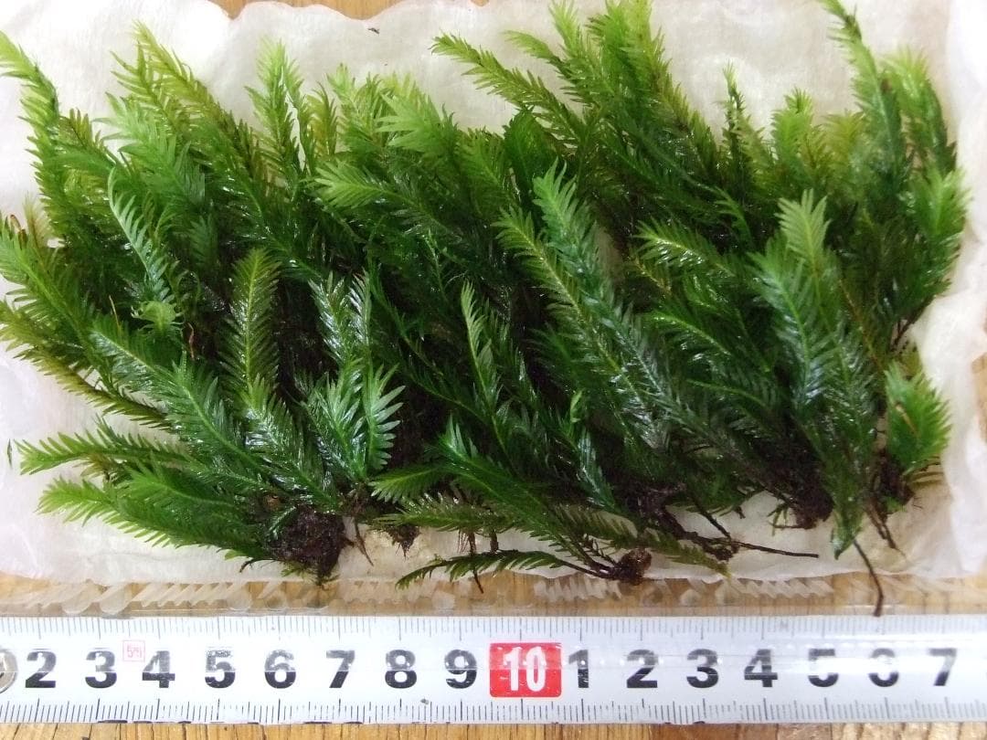 あっちゃん　コケ各種8パックとホソバゴケ1トレー