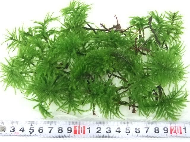 あっちゃん　コケ各種8パックとホソバゴケ1トレー