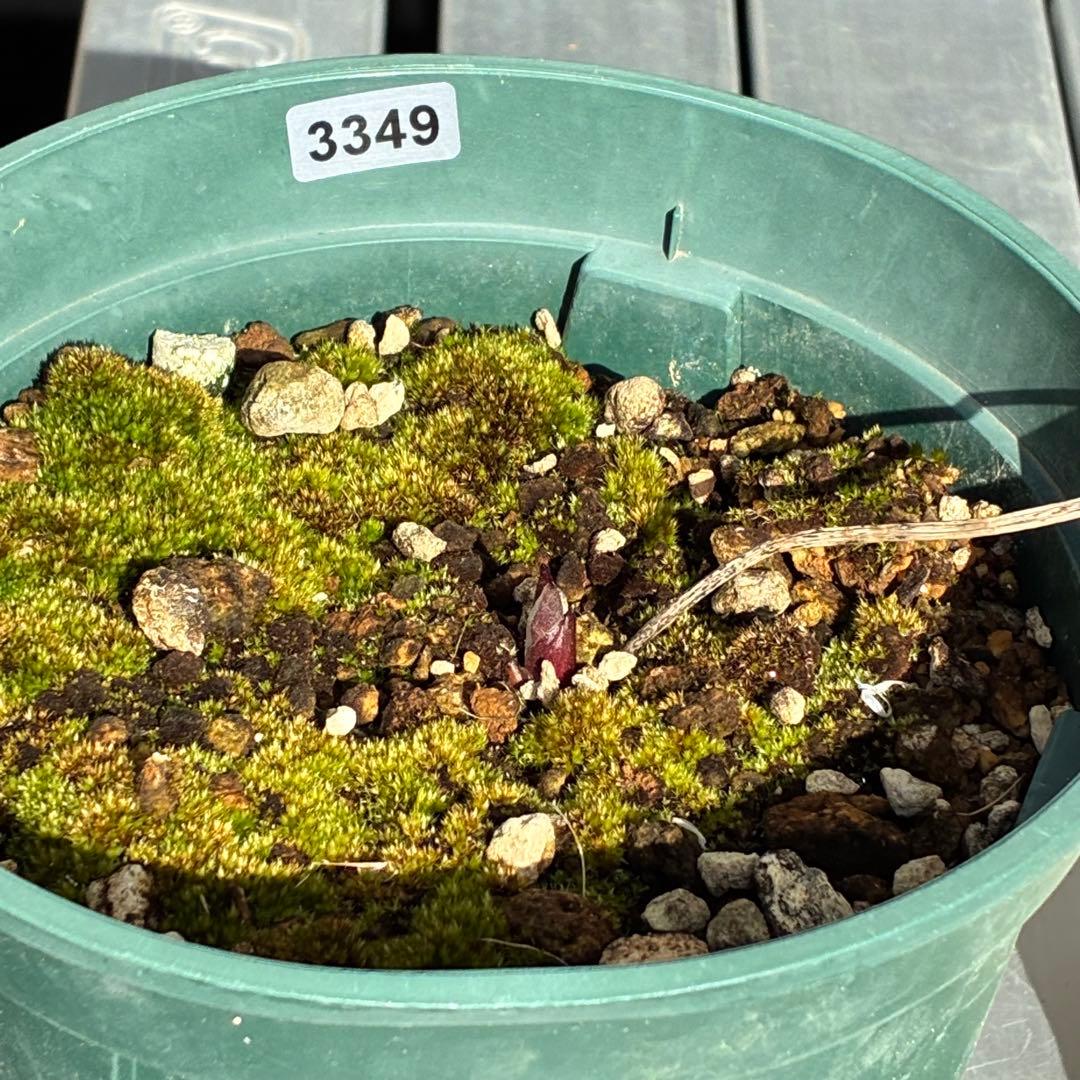 も*も様 ⭐️超希少⭐️極上⭐️3349⭐️ヨシノ⭐️横山園芸⭐️