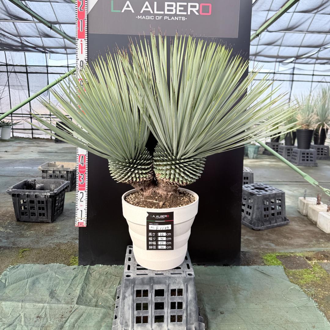 【AL-F1139】ユッカ　ロストラータ　超美形　高次元ダブル　シルバー個体