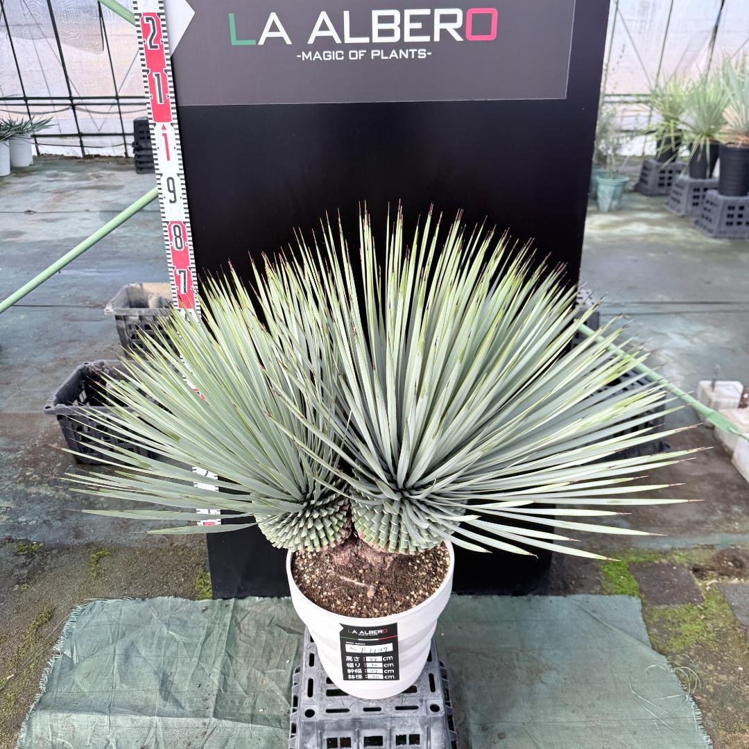 【AL-F1139】ユッカ　ロストラータ　超美形　高次元ダブル　シルバー個体